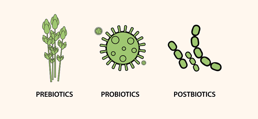 Postbiotics 101: What Healthcare Professionals Need to Know to Support Gut Health