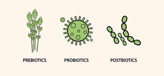 Postbiotics 101: What Healthcare Professionals Need to Know to Support Gut Health